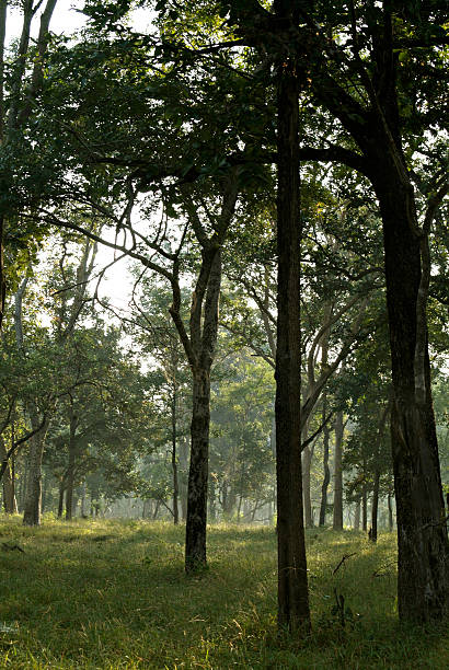 Pench National Park