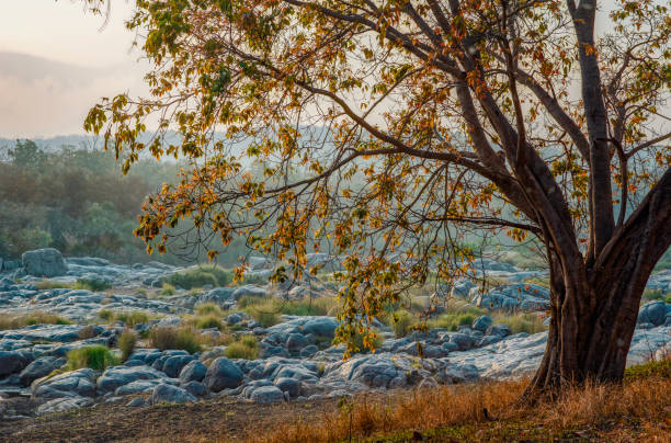 Local Cuisine in Pench