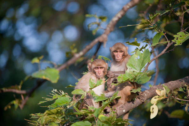 Pench Forest at Dusk