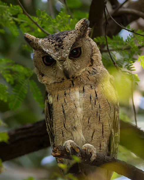Satpura Forest at Sunset